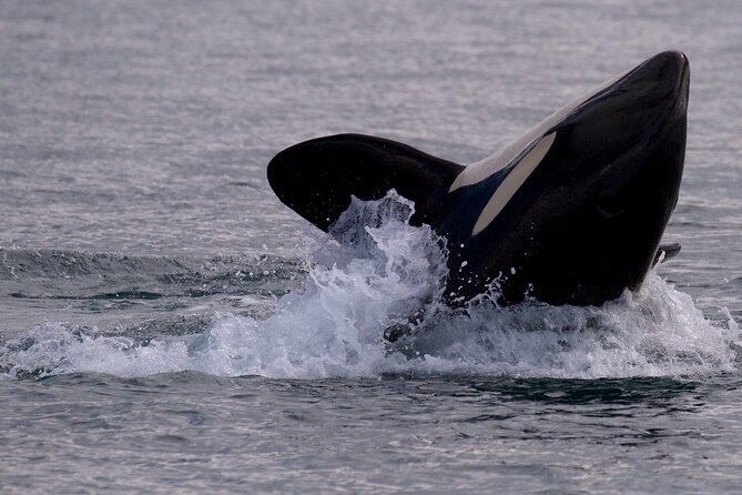 Whale Watching Cruise With Expert Naturalists - Inclusions and Gratuities