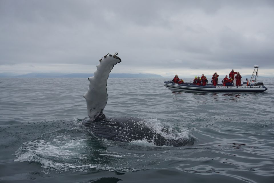 Whale Watching in Reykjavik by Speedboat - Arrival and Departure