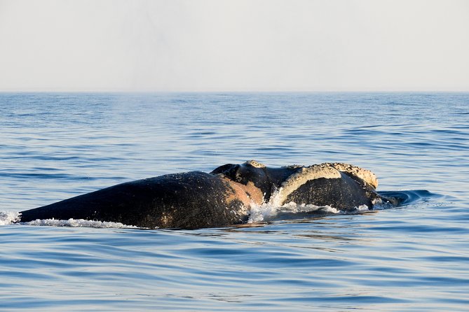 Whale Watching Knysna - Close Encounter Experience Ocean Odyssey - Restrictions and Accessibility