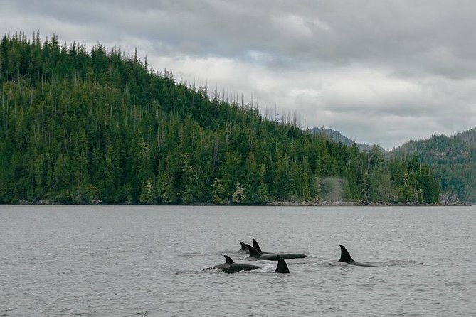 Whale Watching & Sightseeing Tour in Ucluelet, Vancouver Island - Whale Migration Patterns