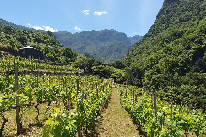 Wine Tasting Experience in Boaventura, Madeira North Coast - Hosted by Terrabona Nature & Vineyards