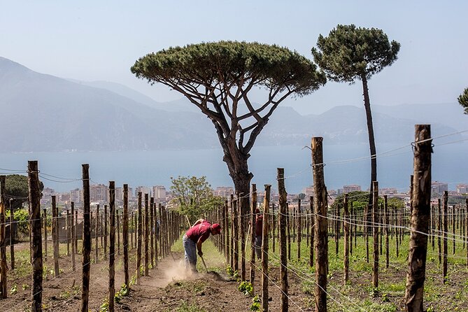 Wine Tasting on the Slopes of Vesuvius From Naples With Lunch - Minimum Participants