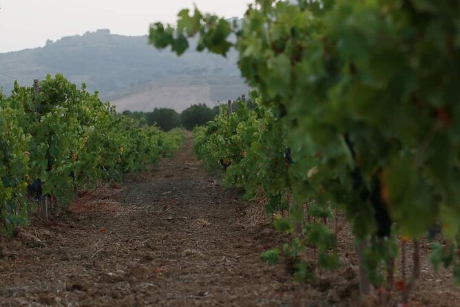 Wine Tour in the Historic Baglio Florio Adamo With Lunch - Cancellation Policy