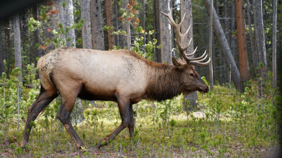 Yellowstone, MT: Lower Loop Private Tour - Exploring the Lower Loop