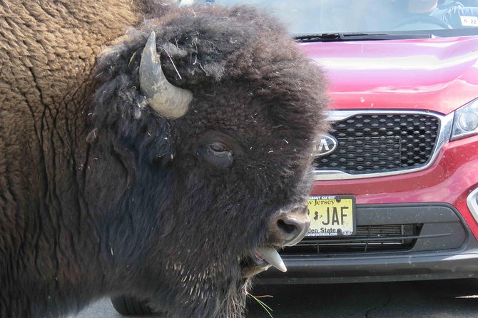 Yellowstone National Park - Full-Day Lower Loop Tour From Jackson - Travel Insurance Recommendation