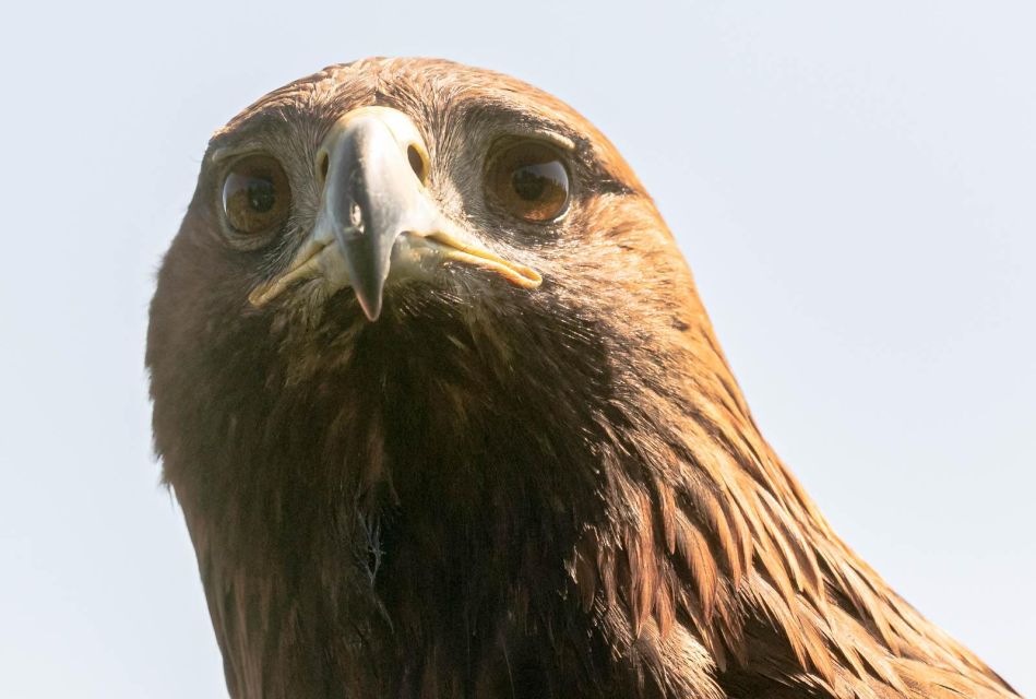 York: Entry to York Bird of Prey Centre - Frequently Asked Questions