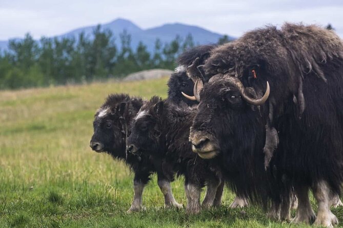 Yukon Wildlife Preserve & Eclipse Nordic Hot Springs - Tour Duration and Group Size