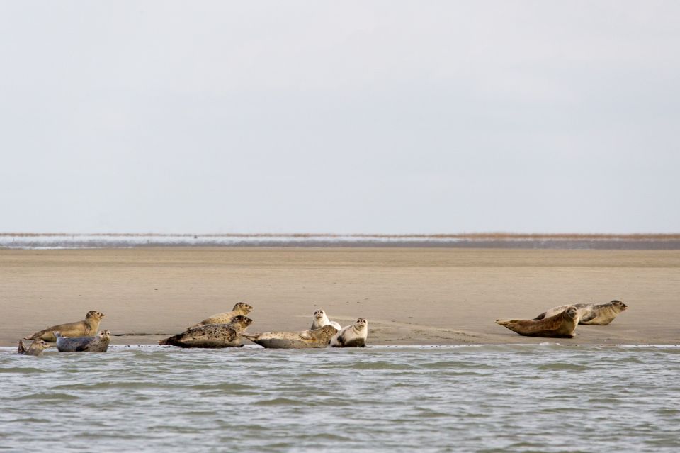 Zeebrugge: Seal Watching Boat Tour With Glass of Champagne - Frequently Asked Questions