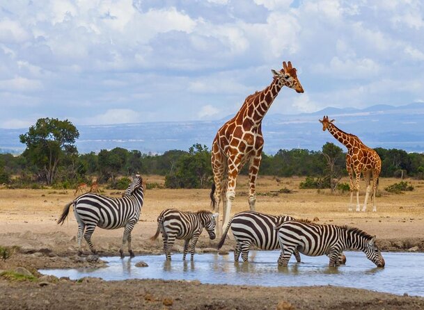 8 Days 7 Nights Kenyan Luxury Safari - Key Points