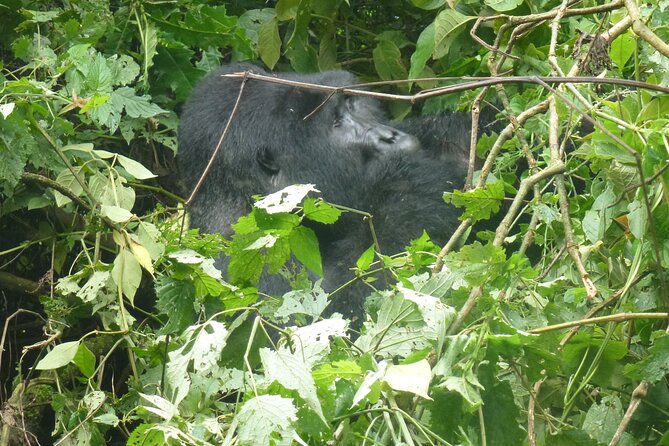 10 Days Uganda Safari With Gorillas - Reviews and Badge of Excellence