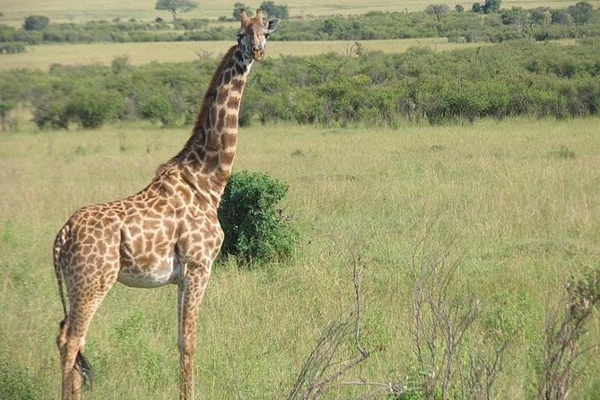 12-DAY Kenya and Tanzania Budget Private Safari From Nairobi - Customer Reviews