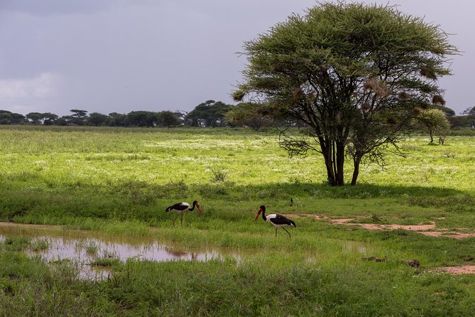 3-Day Tanzania Safari - Tarangire and Ngorongoro Crater - Why Choose This Safari?