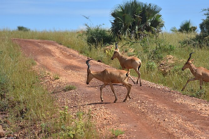 3-Day Ultimate Big Five Safari - Murchison Falls & Rhinos - Cancellation Policy