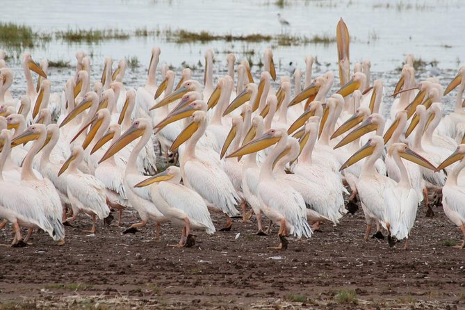 4 Days Tarangire Serengeti Ngorongoro Crater - Cancellation Policy