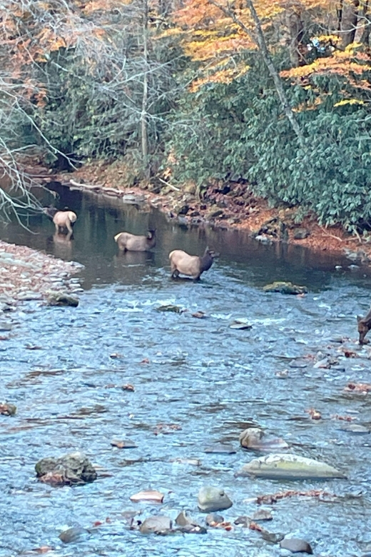 (4 HR) GUIDED Smoky Mountain UTV Eco Elk Adventure - Adventure Overview