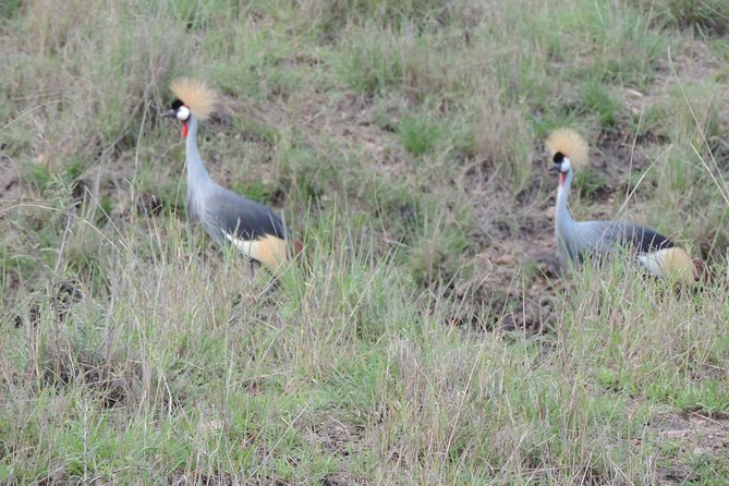 6 Days Masai Mara-Lake Nakuru & Amboseli Budget Safari - Booking and Payment