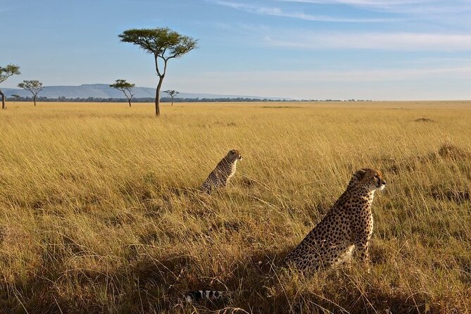 6-Days Masai Mara, Lake Nakuru and Amboseli Safari on Landcruiser - Tour Operator Information