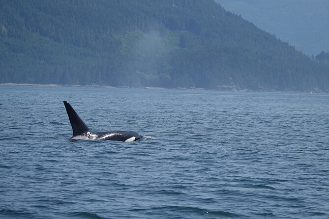 6 Hour Zodiac Whale Watching Tour - Salish Sea and Discovery Passage