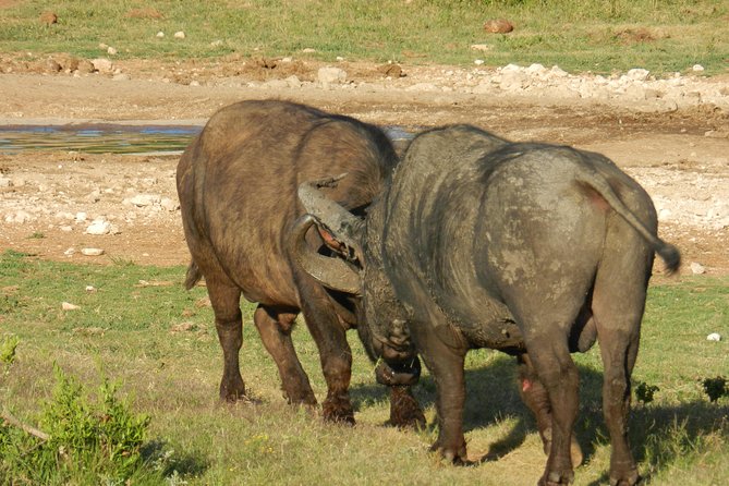 Addo Elephant 5 Hour Morning Safari. - Cancellation Policy