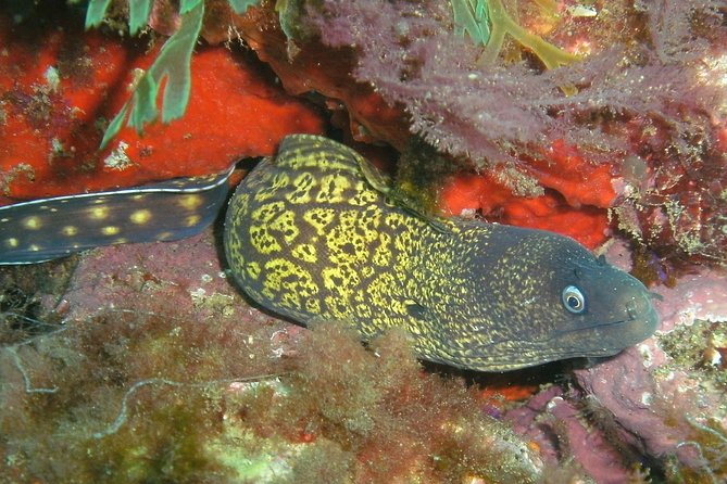 Albufeira 2 Reef Dives (QUALIFIED DIVERS) - Group Size