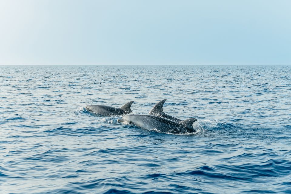 Alcudia/Can Picafort: Dolphin-Watching Cruise in Small Group - Additional Tips for Travelers