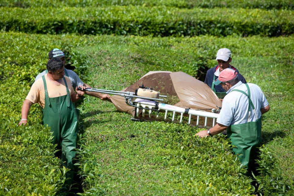 Azores: Full Day Private Tour Furnas Hot Baths & Gastronomy - Inclusions and Exclusions