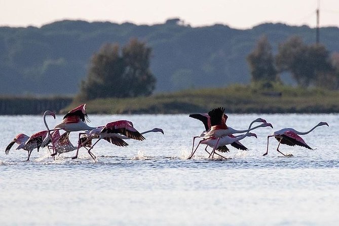 Birdwatching by Boat in a Small Group in the Pialassa Baiona - Positive Guest Reviews