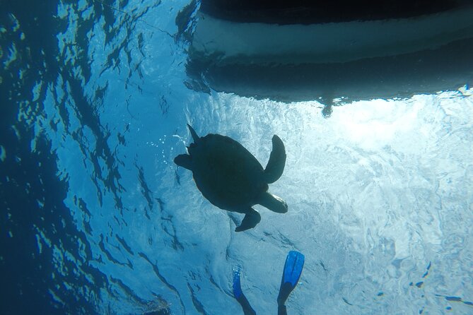 Boat Excursion to Visit Underwater Lava Tongues - Cancellation Policy