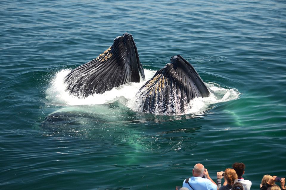 Boston: Whale Watching Catamaran Cruise - Additional Tips for Your Visit