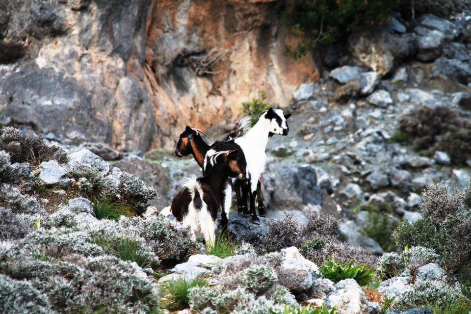 BREATH of AFRICA in CRETE - PHOTO SAFARI From Rethymno Area - Reserve Now and Pay Later