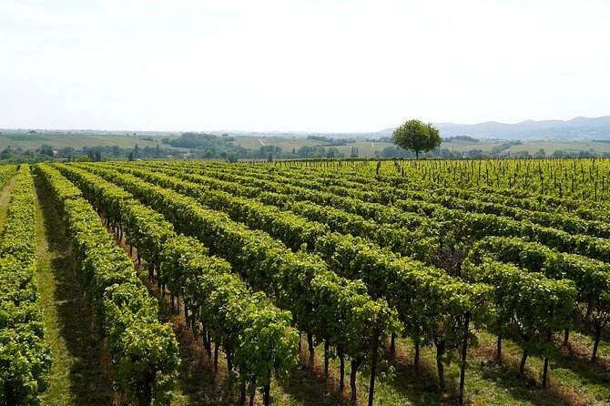 Brescia and Franciacorta Winery Area. Cultural and Wine Tasting Small Group Tour - Additional Information