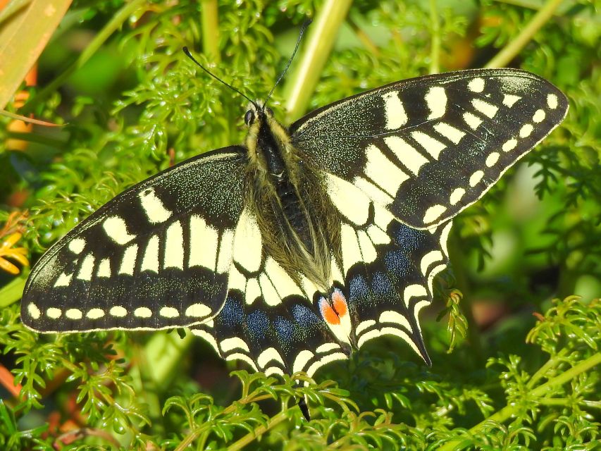 Buskett Woodlands and Dingli Cliffs Private Nature Tour - Inclusions and Exclusions