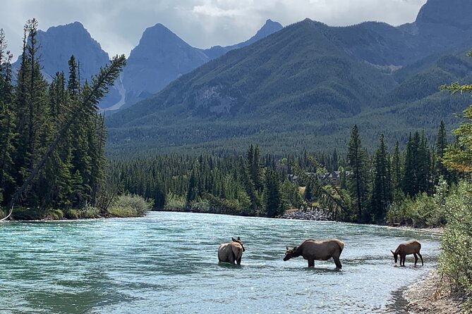 Canmore: Cowboys and Coal Miners - Local History Tour (1.5hrs) - Cancellation Policy