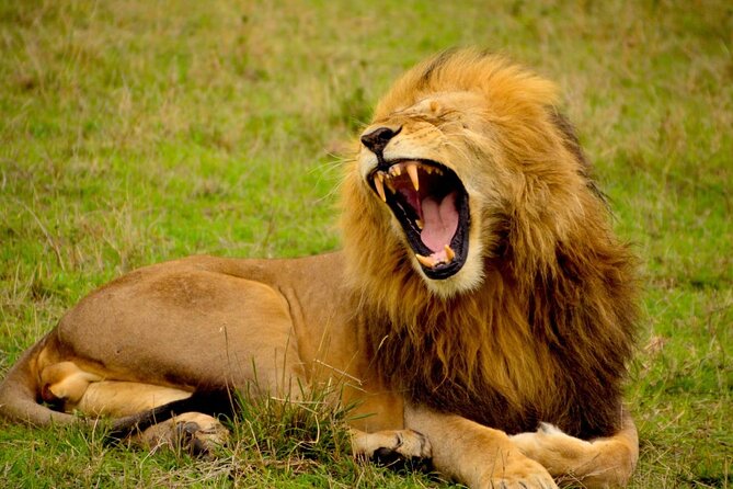 Captivating Safari Lion Park Experience (Half Day Guided Tour) - Tour Inclusions and Duration