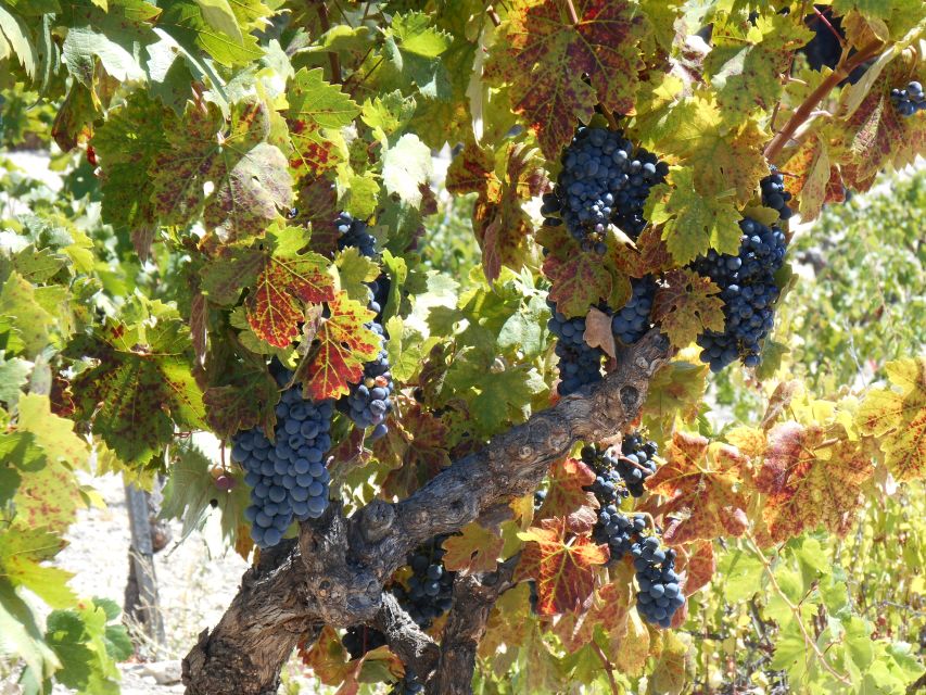 Carmel Valley Wine Tasting Tour - Important Information and Restrictions