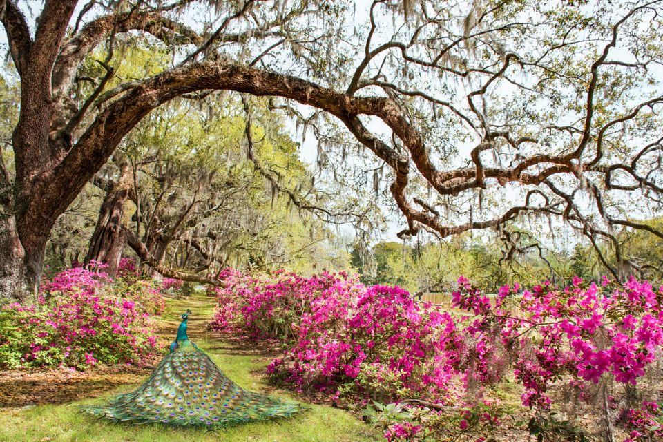 Charleston: Magnolia Plantation Entry & Tour With Transport - Audubon Swamp Gardens