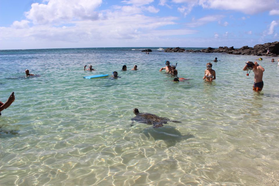 Circle Island: Swim With Turtles and Explore Paradise Oahu - Reserve Now and Pay Later