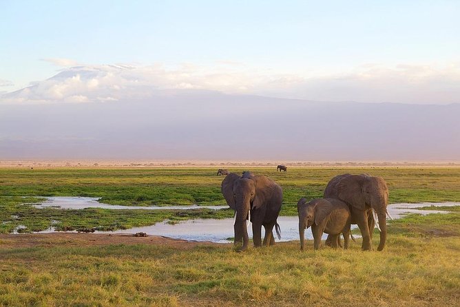 Day Tour To Amboseli National Park - Wildlife Encounters