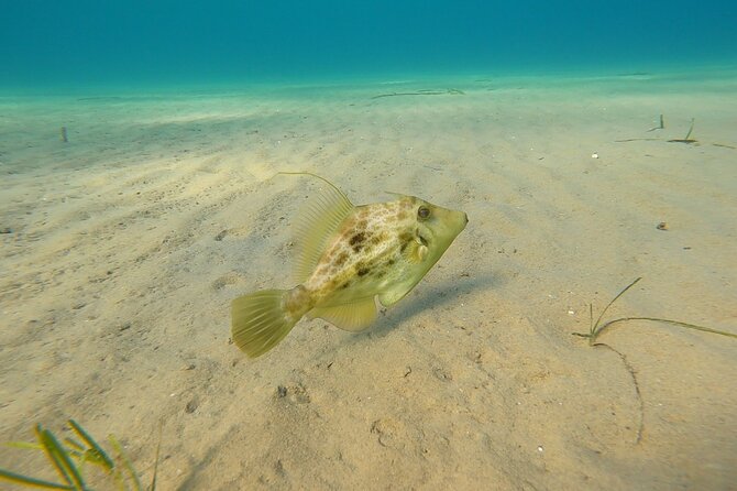 Discover Scuba Diving Experience in Nea Makri - Activity Duration and Highlights