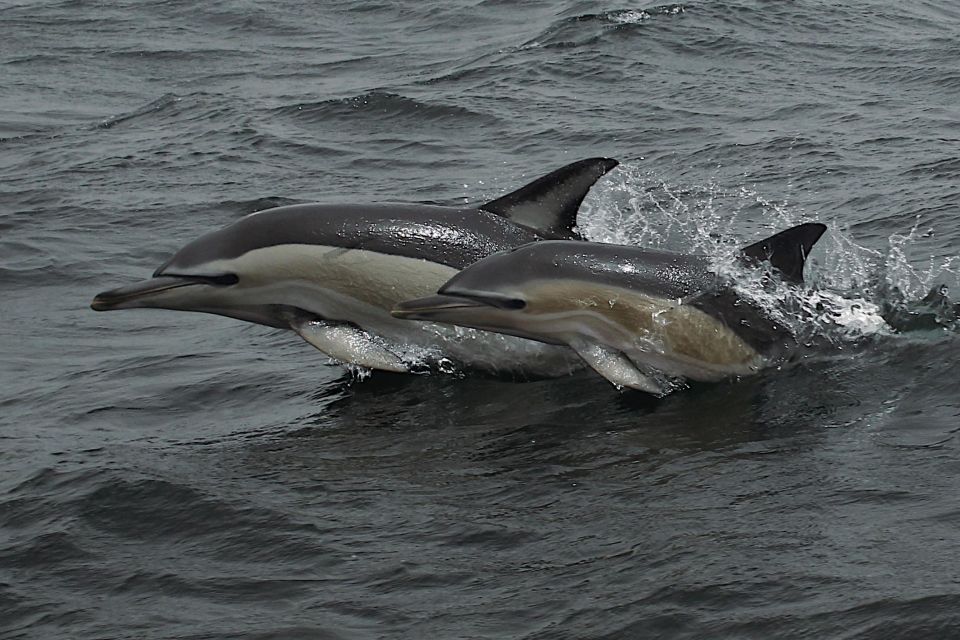 Dolphin Watching and Local Caves - Natural Landscapes