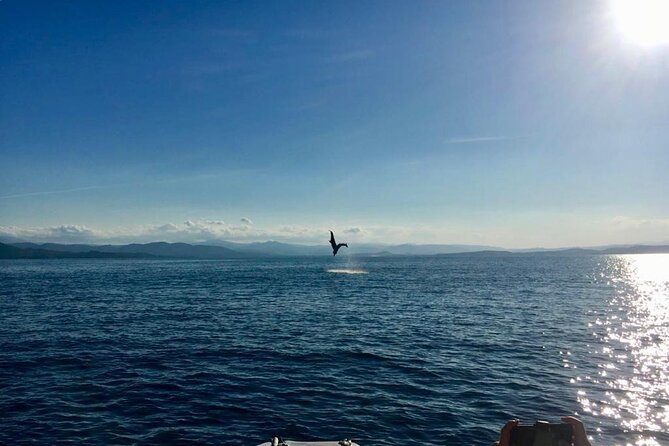 Dolphin Watching and Snorkeling in Figarolo in Sardinia - Getting to the Meeting Point