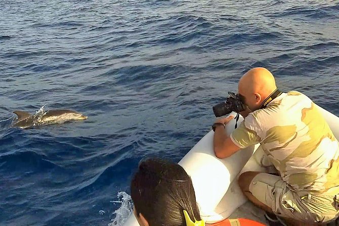 Dolphin Watching & Conservation - Dolphins in the Gulf of Catania - Marine Biodiversity Conservation