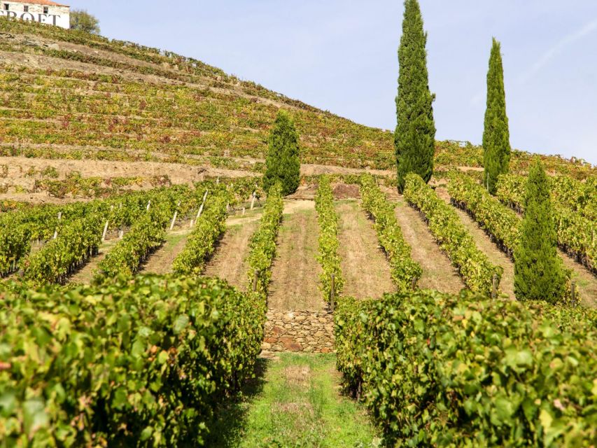 Douro Valley: 3 Vineyards Private Experience - Booking and Availability