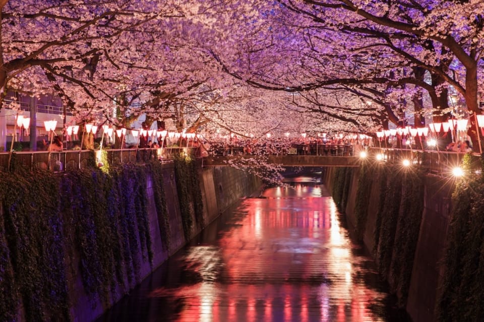 Evening Hanami (Cherry Blossom) Experience With a Local - Discovering Japanese Culture