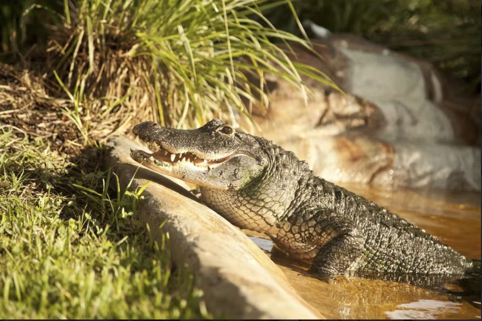 Everglades: Sawgrass Park Airboat Adventure Package - Transportation and Logistics