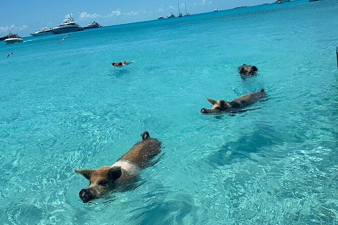 Exuma Powerboat Tour From Nassau With Swimming Pigs - Group Size Limit