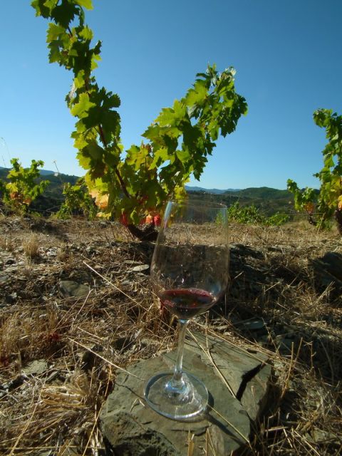 Falset: Guided Wine Tour to the Priorat by a Local - Frequently Asked Questions