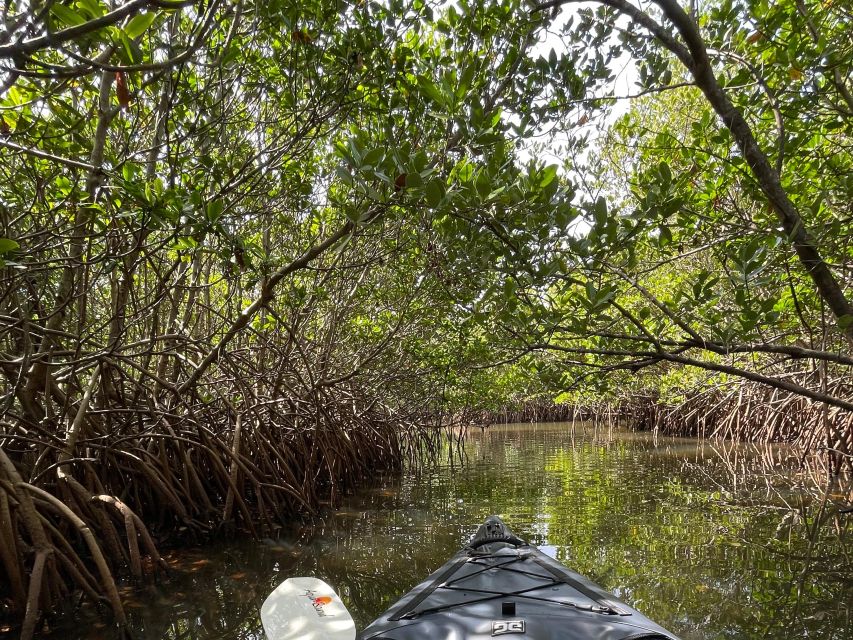 Fort Pierce: 2-hr Jungle Tour at Prehistoric Preserve in FL - What to Bring