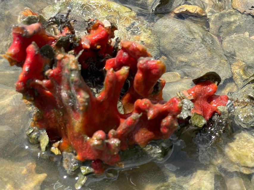 Fort Pierce: 6-hr Mangroves, Coastal Rivers & Wildlife in FL - Spotting Marine and Avian Wildlife