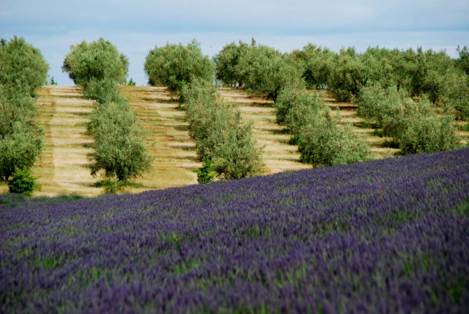 From Aix-En-Provence: Lavender Experience & Gorges Du Verdon - Learning About Lavender Oil